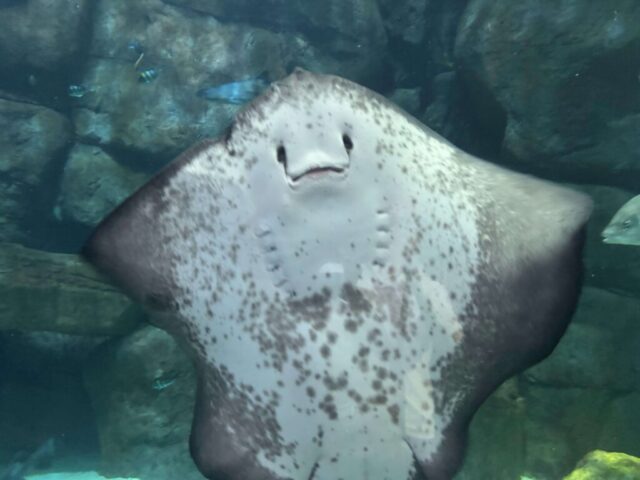 エイ（宮島水族館）