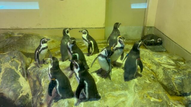 ペンギン（宮島水族館）