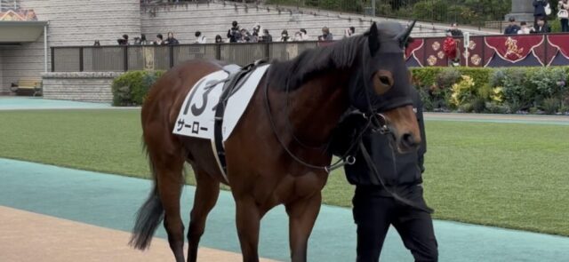 パドック 1R(東京競馬場)