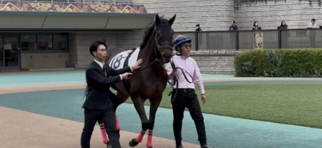 パドック 4R(東京競馬場)