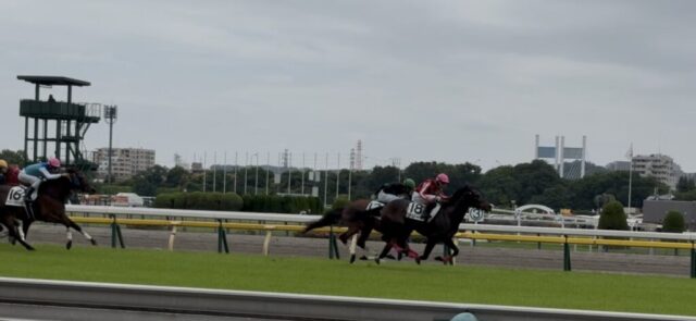 第4R 3歳未勝利 1,600メートル(芝)→「直線」②