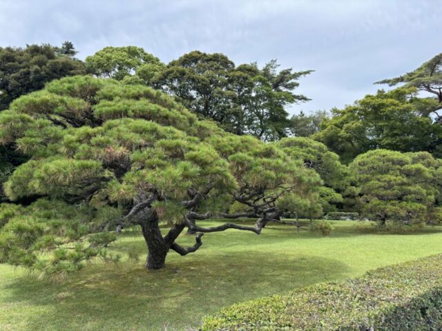 神苑③（伊勢神宮・内宮）
